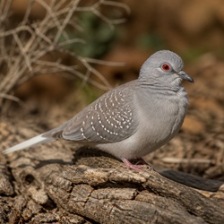Diamond Dove Identification Guide