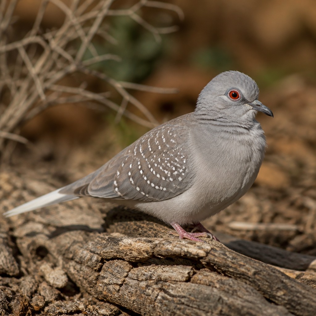 Diamond Dove