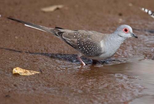 Diamond Dove