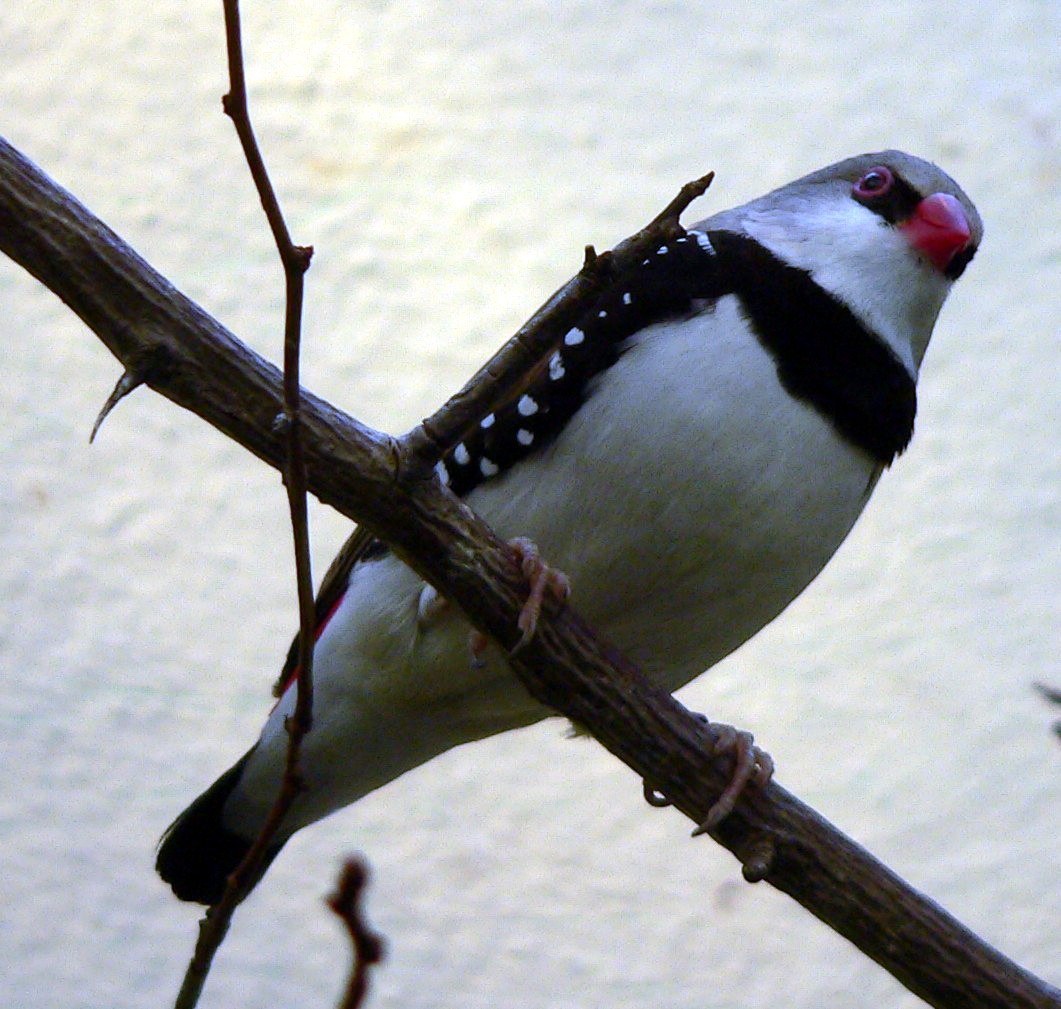 Diamond Firetail (Stagonopleura guttata)