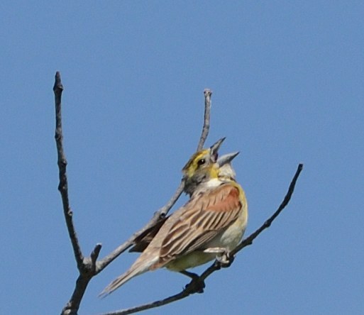 Dickcissel (Spiza americana)