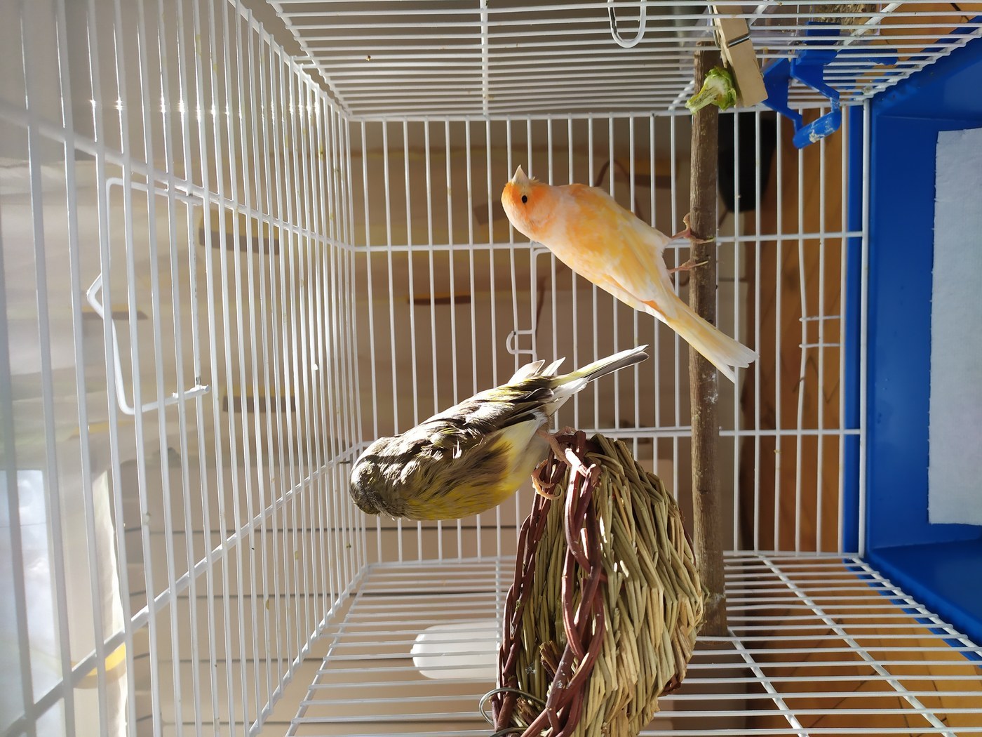 Domestic Canary (Serinus canaria domestica)