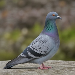 Domestic Pigeon Identification Guide