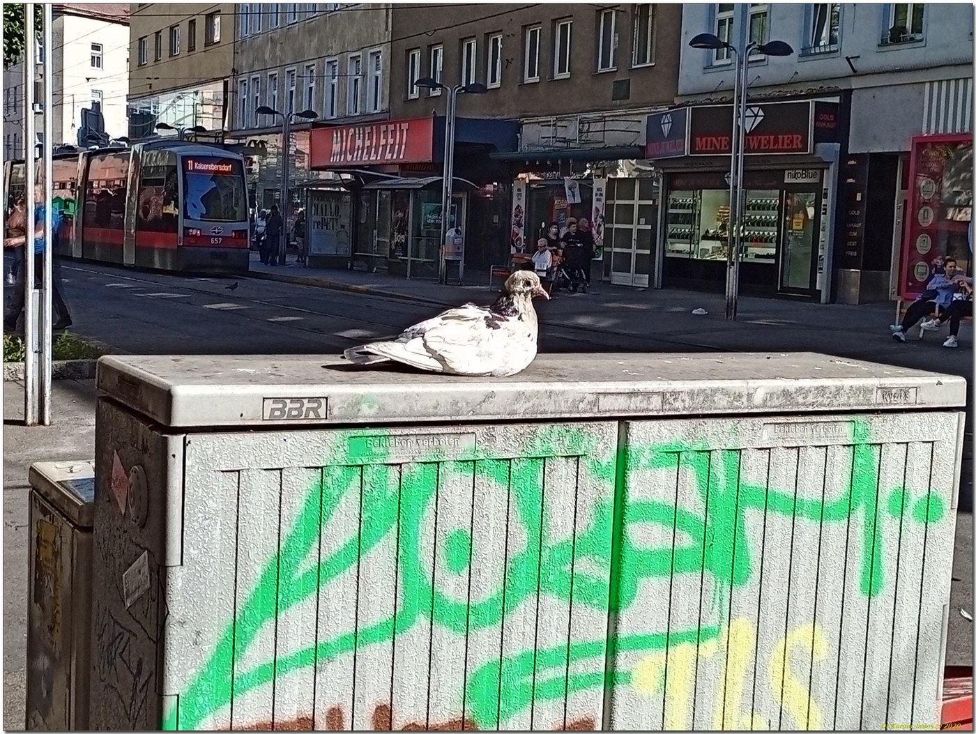 Domestic Pigeon (Columba livia domestica)