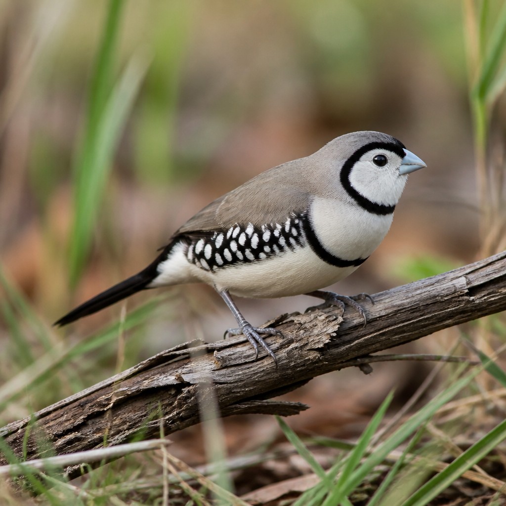 Double-barred Finch (Taeniopygia bichenovii)