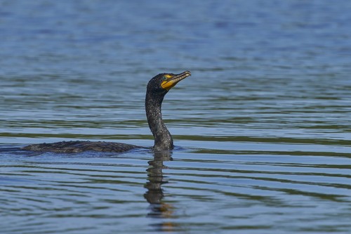 Double-crested Cormorant