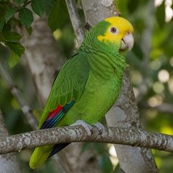 Double Yellow-headed Amazon Identification Guide