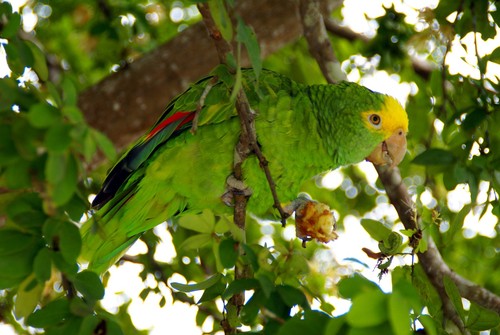 Double Yellow-headed Amazon