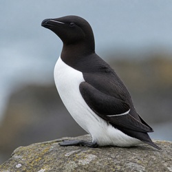 Dovekie Identification Guide