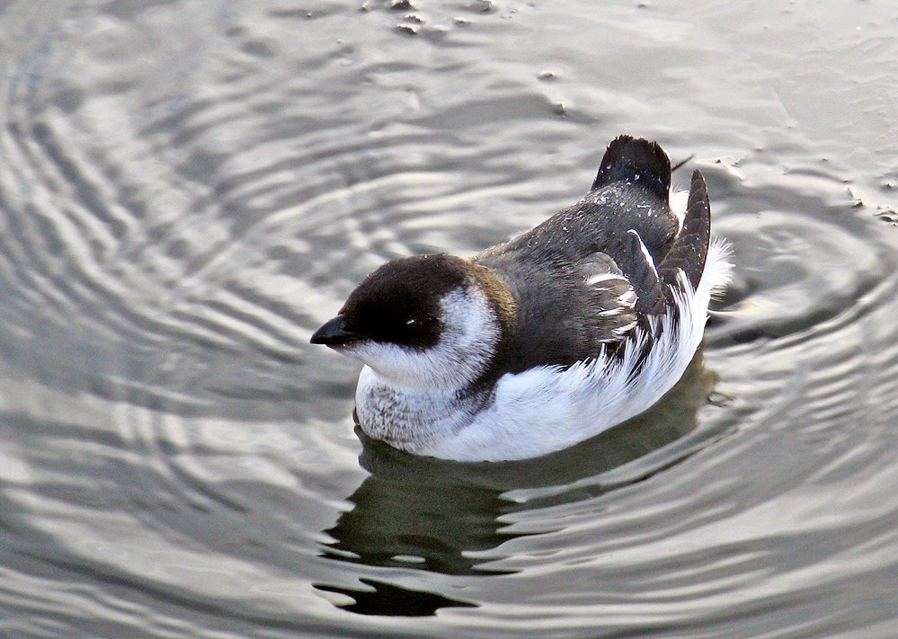 Dovekie (Alle alle)