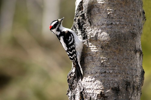 Downy Woodpecker