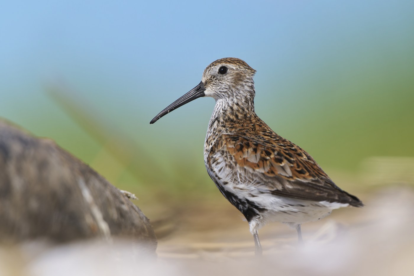 Dunlin (Calidris alpina)
