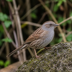 Dunnock Identification Guide