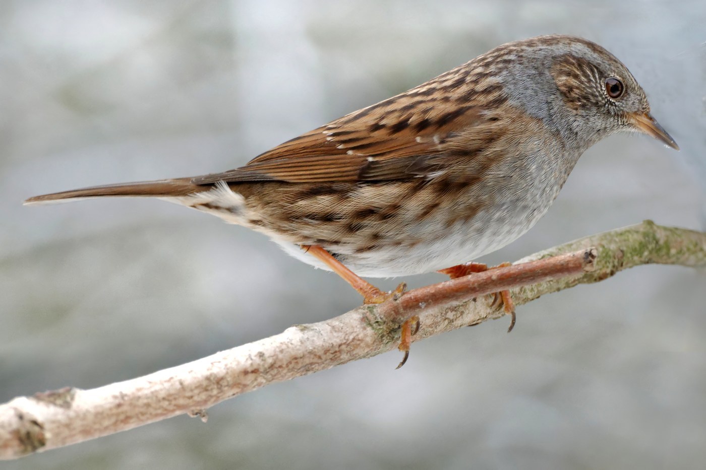 Dunnock (Prunella modularis)