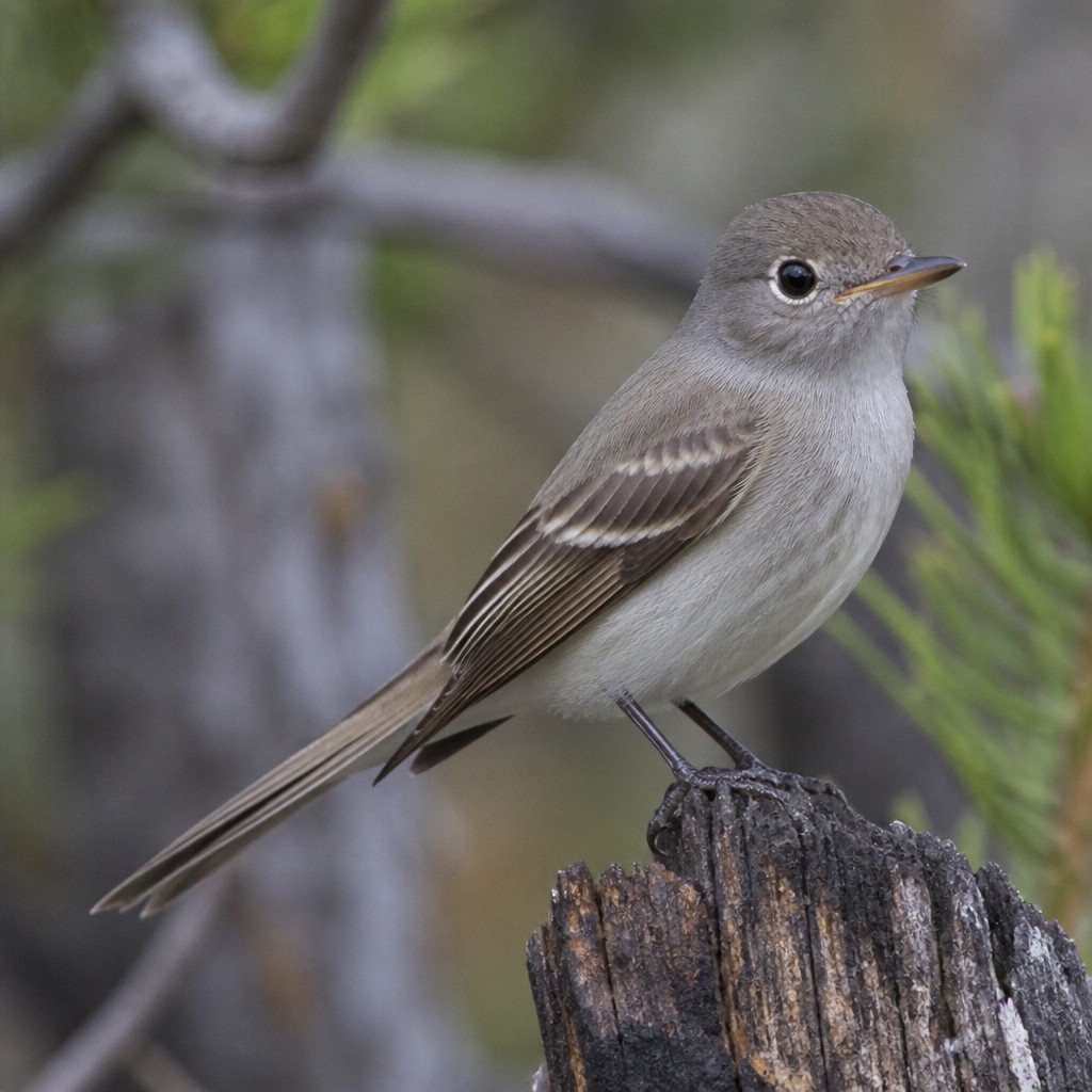 Dusky Flycatcher (Empidonax oberholseri)