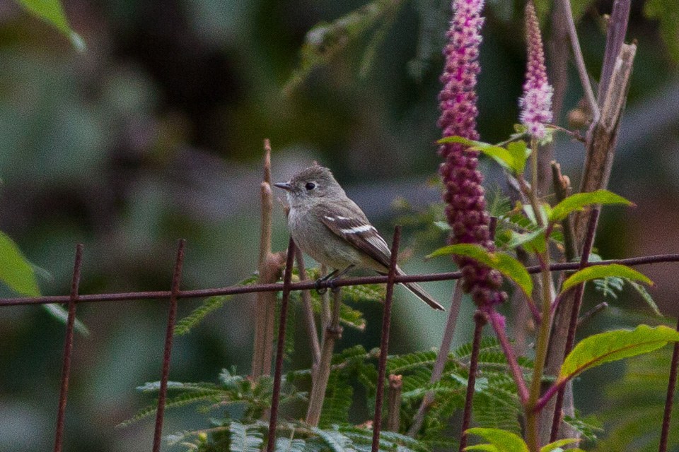 Dusky Flycatcher (Empidonax oberholseri)