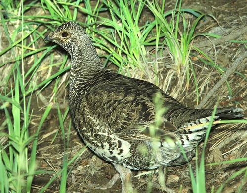 Dusky Grouse