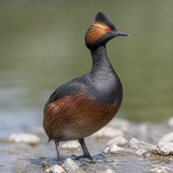 Eared Grebe Identification Guide