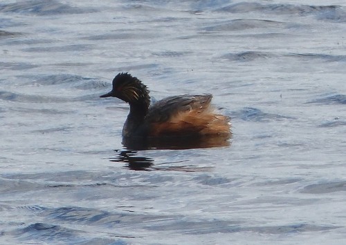 Eared Grebe