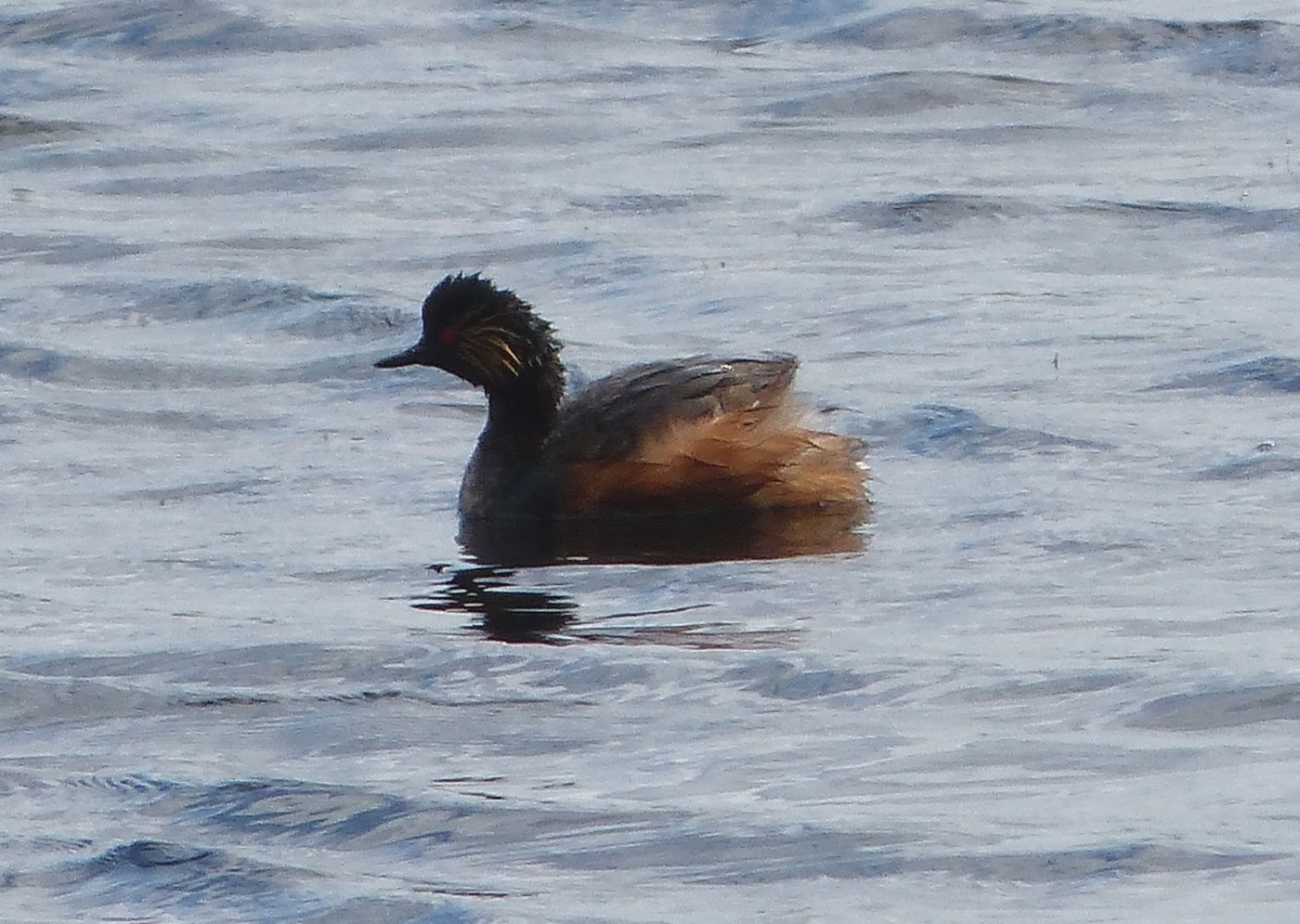 Eared Grebe (Podiceps nigricollis)