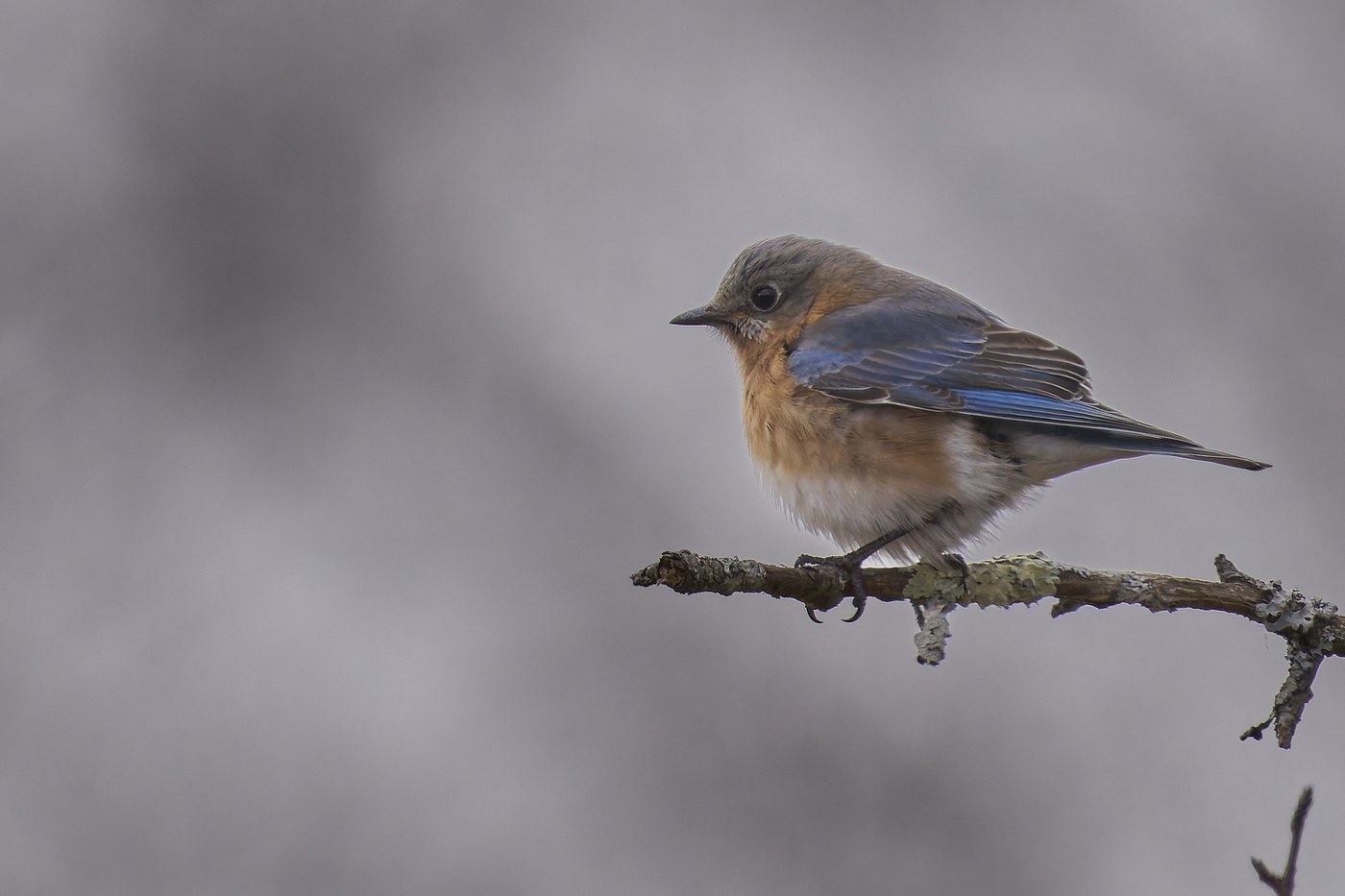 Eastern Bluebird (Sialia sialis)