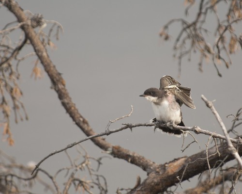 Eastern Kingbird