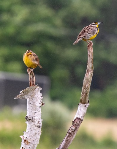 Eastern Meadowlark