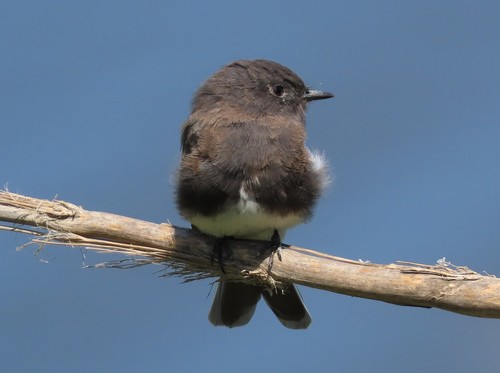 Eastern Phoebe