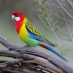 Eastern Rosella Identification Guide