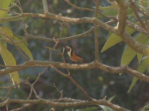 Eastern Spinebill