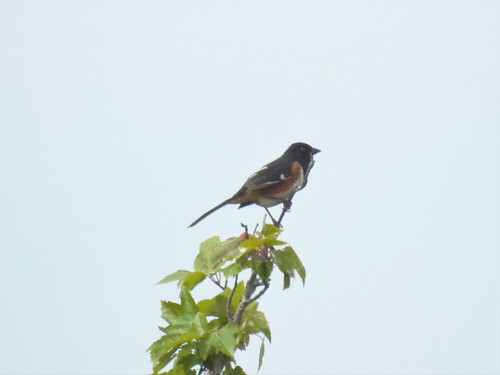 Eastern Towhee