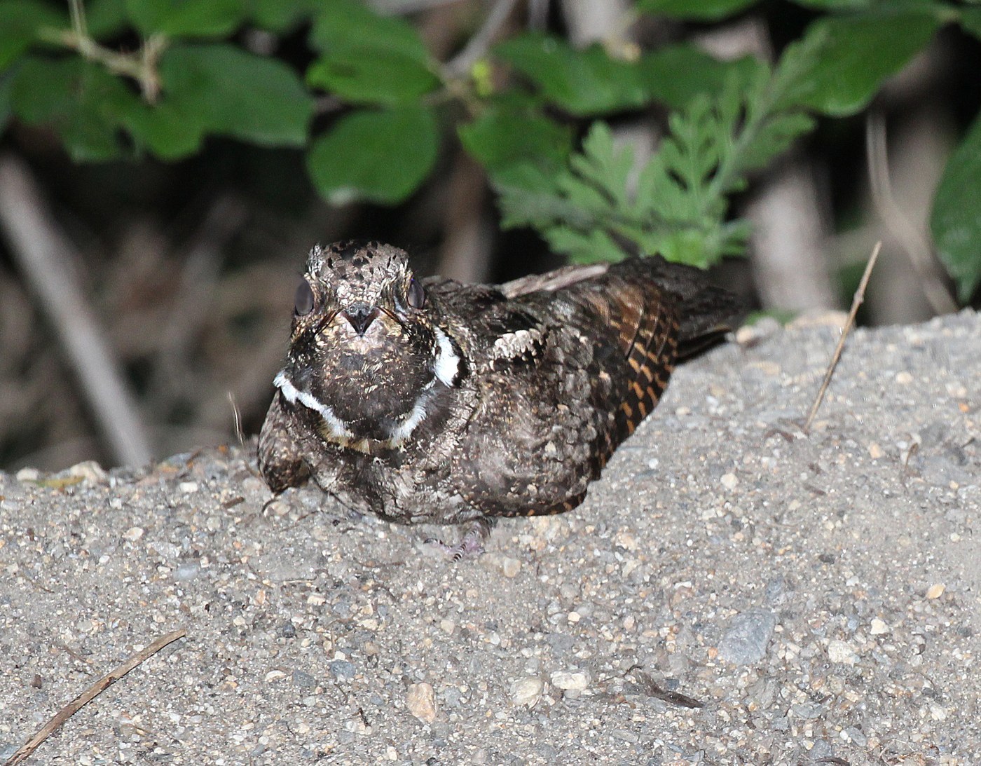 Eastern Whip-poor-will (Antrostomus vociferus)