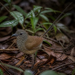 Eastern Whipbird Identification Guide