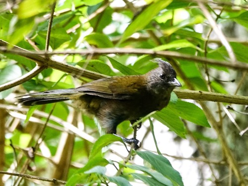 Eastern Whipbird