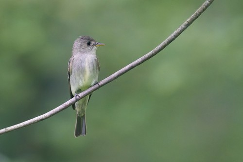 Eastern Wood-Pewee