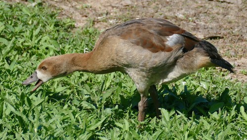 Egyptian Goose