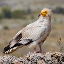 Egyptian Vulture Identification Guide