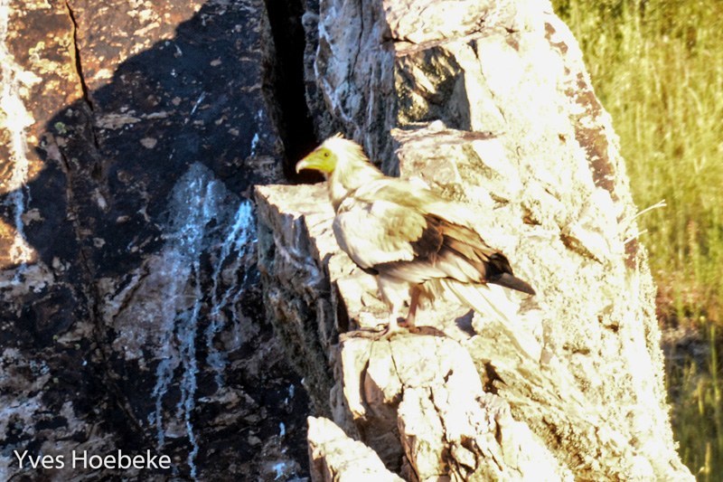 Egyptian Vulture (Neophron percnopterus)