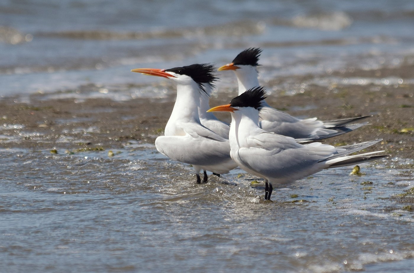 Elegant Tern (Thalasseus elegans)