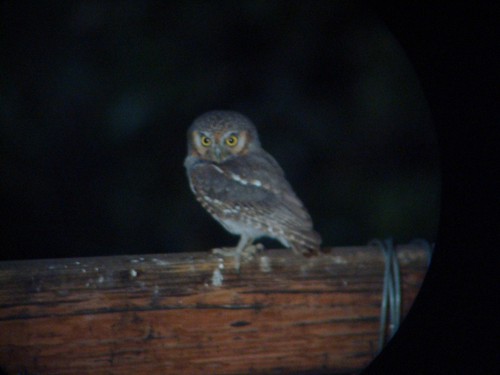 Elf Owl
