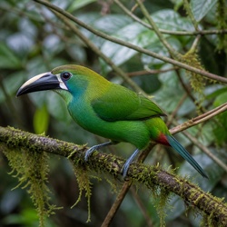 Emerald Toucanet Identification Guide