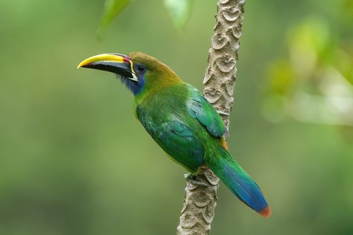 Emerald Toucanet