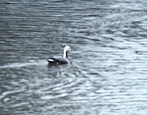 Emperor Goose