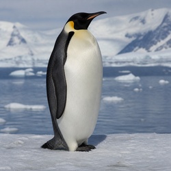 Emperor Penguin Identification Guide