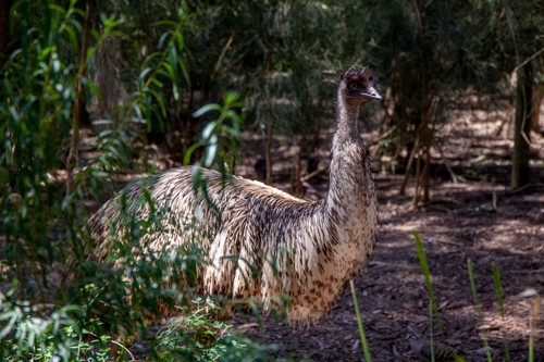Emu