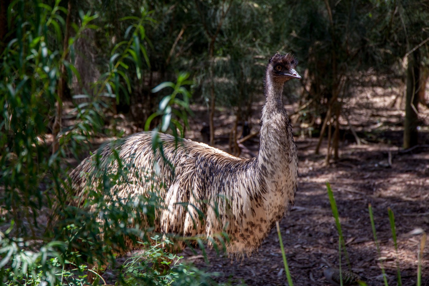 Emu (Dromaius novaehollandiae)