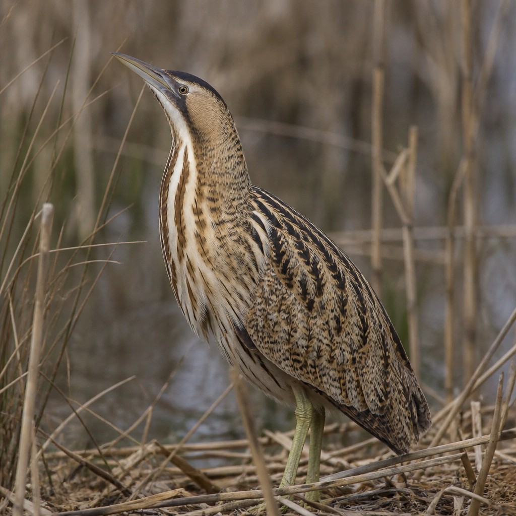 Eurasian Bittern