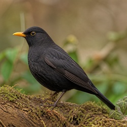 Eurasian Blackbird Identification Guide
