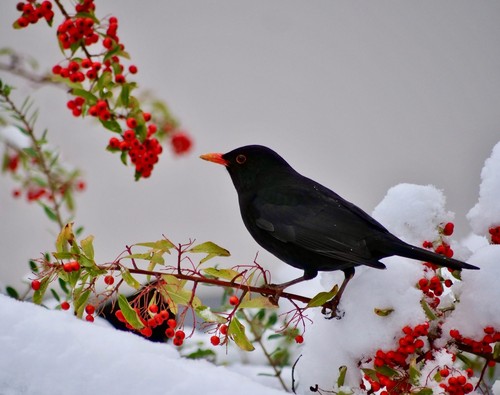Eurasian Blackbird