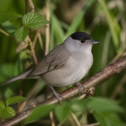 Eurasian Blackcap Identification Guide
